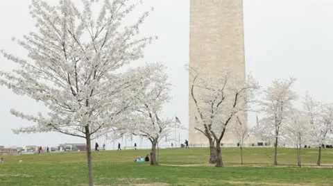 Washington Monument Cherry Blossom Stock Footage 10812905