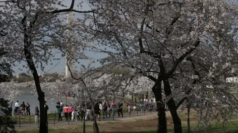 Washington monument cherry blossoms Video stock 37627847