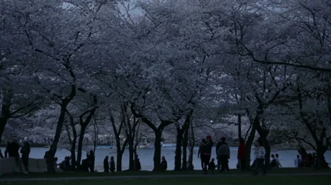 Washington monument cherry blossoms Video stock 37628486