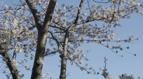Washington monument dc cherry blossoms Stock Footage 37627311