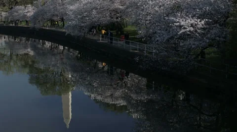 Washington monument dc cherry blossoms Video stock 37627351