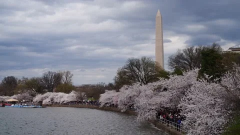 Washington Monument during the Cherry Blossom Festival 4K Stock Footage 179137841