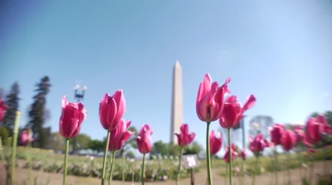 Washington Monument with Flowers Stock Footage 41066716