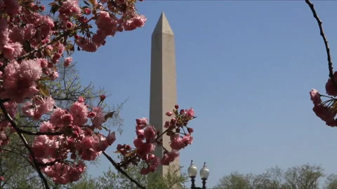 The Washington Monument is framed cherry blossoms Stock Footage 243656616