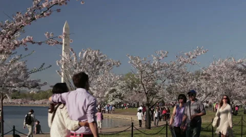 Washington monument pans to jefferson with cherry blossoms Stock Footage 37654232
