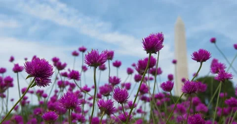 Washington Monument rack focus with foreground purple strawflowers-background Stock Footage 66483025
