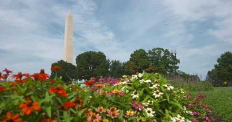 Washington Monument rack focus with foreground Flowers, Butterflies, moths Vidéo 66485112
