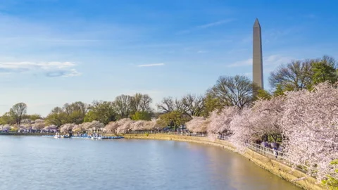 Washington monument in springtime Vídeo Stock 103844037