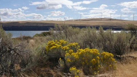 Washington rabbit bush and wind turbines Stock Footage 81815499