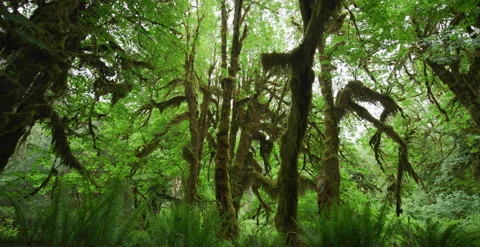 Washington - Rainforest Moss Covered Tree Slider - 6K Realtime Stock-Footage 144357702