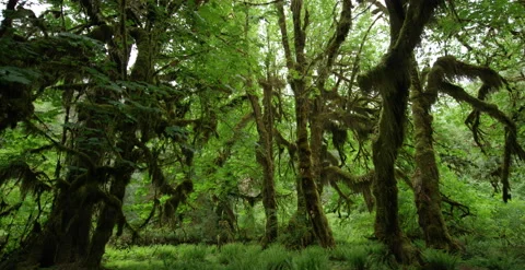 Washington - Rainforest Moss Covered Tree Slider 2 - 6K Realtime Stock Footage 144357744