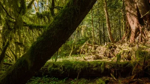 Washington - Rainforest Motion - 4K Timelapse Stock Footage 111022441