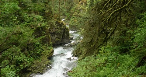 Washington - Rainforest River Tilt 2 - 5K Slow Motion Stock Footage 113117480