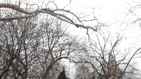 Washington Square Park Stock Footage 63464380