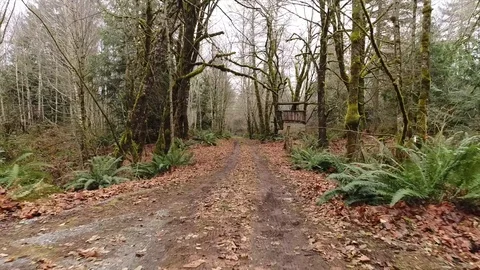 Washington State Forest, 4k Stock Footage 126310101