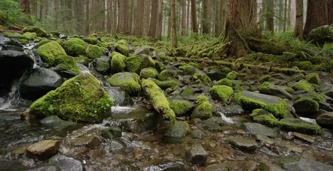 Washington - Stream in Moss Covered Rainforest Oldgrowth Trees 2 - 6K Realtime Vidéo 113607028