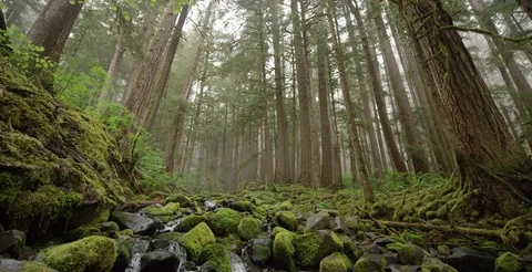 Washington - Stream in Moss Covered Rainforest Oldgrowth Trees - 6K Realtime Stock Footage 113607266