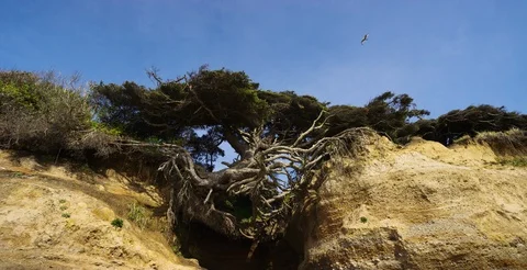 Washington - Tree Hanging by Roots on Beach - 6K Slow Motion Stock Footage 111934255