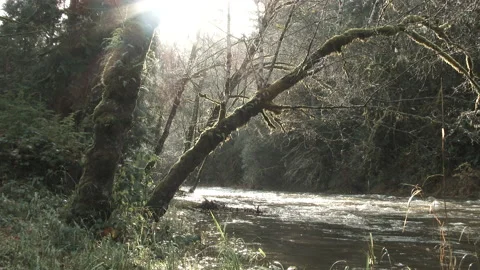 Washington Winter Forest River Video stock 144139530