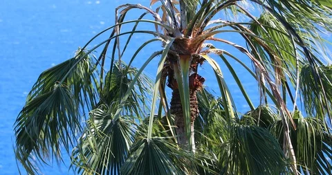 Washingtonia Robusta Palm Tree Waving In The Wind Stock Footage 107927484