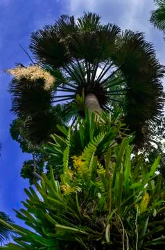 Washingtonia robusta. Stock Photos