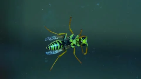 Wasp 001 库存影片 11332952