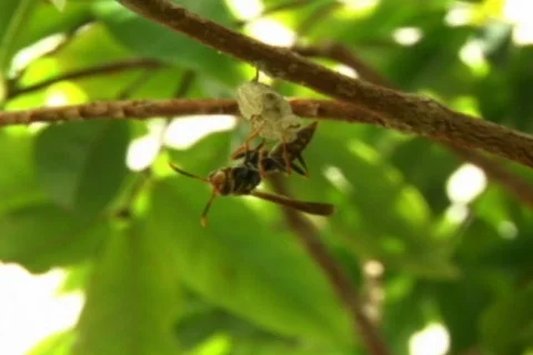 Wasp - 015130004 Video stock 845524