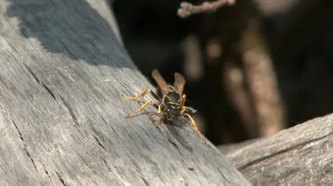 Wasp 1 Stock Footage 18189524