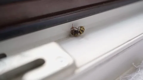 Wasp after applying insect poison, close-up Video stock 310764671