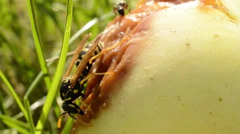 Wasp and ant on apple Stock Footage 41665354
