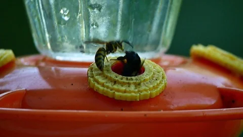 Wasp and bee clash in slow motion on birdfeeder Stock Footage 90915776