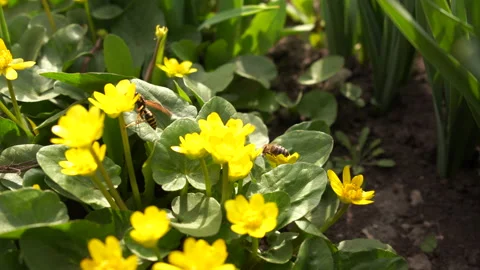Wasp and bee fight while feeding on the yellow flowers Video stock 133342134