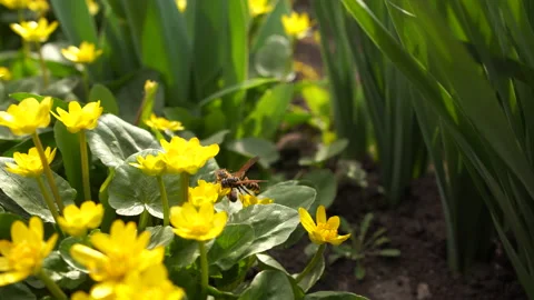 Wasp and bee fight while feeding on the yellow flowers Stock Footage 133342619