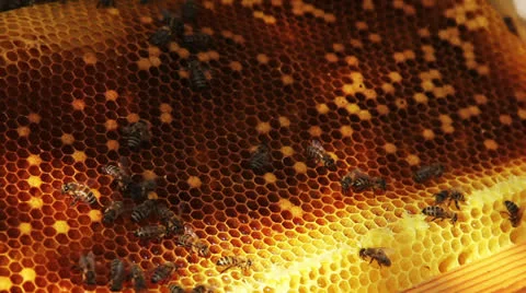 Wasp and bees Stock Footage 22684415