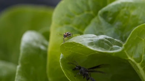 Wasp and Beetle on a leaf - Nature in garden Stock-Footage 171967634