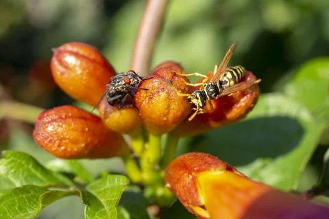 Wasp and a black fly sharing the same flower Stock Photos