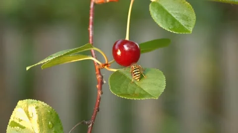 Wasp and cherry. Slow motion. Close-up. Stock Footage 67834800