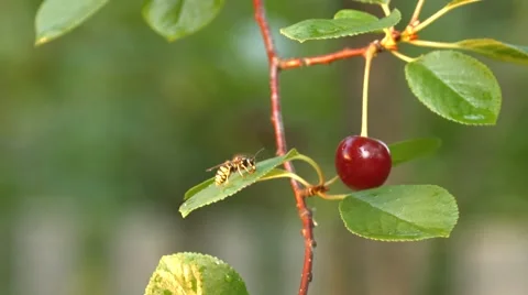 Wasp and cherry. Slow motion. Close-up. Видео 67834808