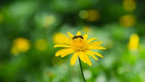 Wasp and common daisy 写真素材