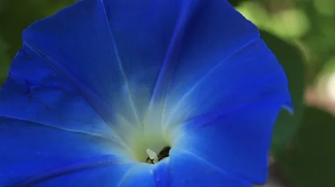 Wasp and the Flower Stock-Footage 54915328