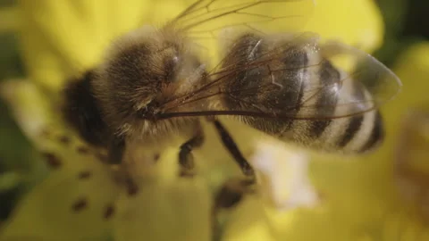 Wasp and flowers Stock Footage 249416991