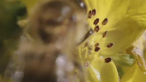 Wasp and flowers Stock Footage 249417030
