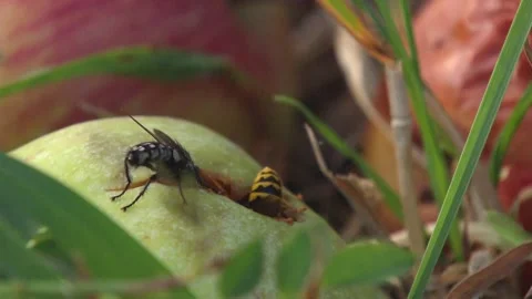 Wasp and fly on fallen apple, close up Stock Footage 314896456