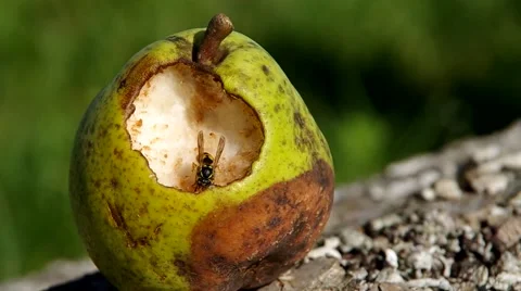 Wasp and pear Stock Footage 56525168
