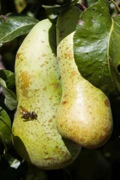 Wasp and pears Stock Photos