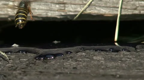 Wasp and  syrup Video stock 10825572