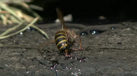 Wasp and  syrup Video stock 10825573