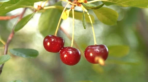Wasp and three growing cherries. Slow motion. Close-up. Vidéo 67835006