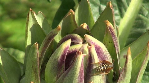 Wasp with ants on artichoke Video stock 68723927