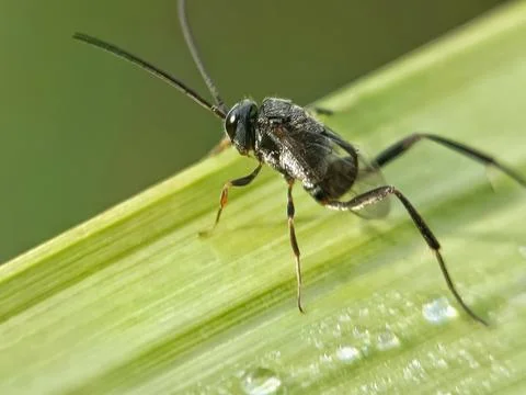 Wasp appendigaster Stock Photos
